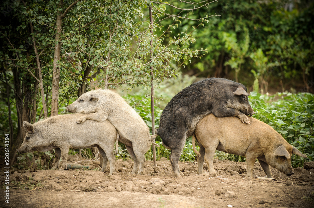 Young pigs have coupled against a background of green trees. The concept of breeding domestic swine. Young pigs have coupled against a background of green trees. The concept of breeding domestic swine.