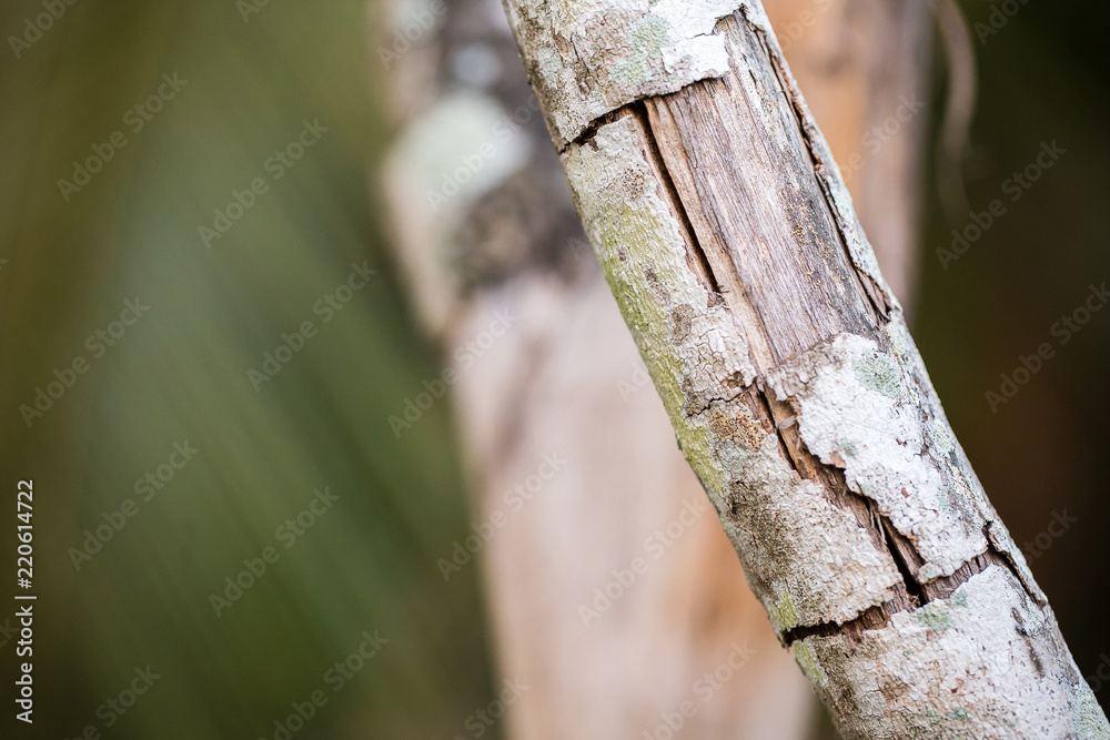 Fototapeta premium Close up crack bark on the branch tree. Plant diseases concept. effect of drought in summer season. 