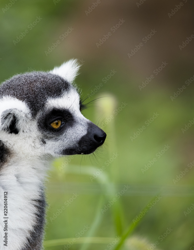 Fototapeta premium Ring-tailed Lemur