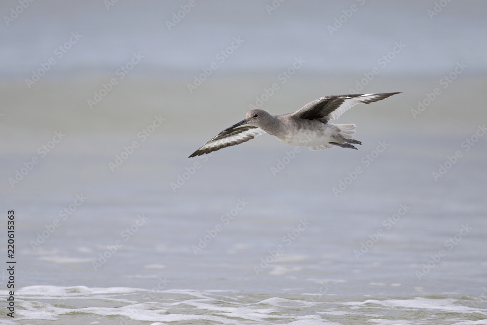 Willet( Tringa semipalmata) in fflight over the beach with sea in the background.