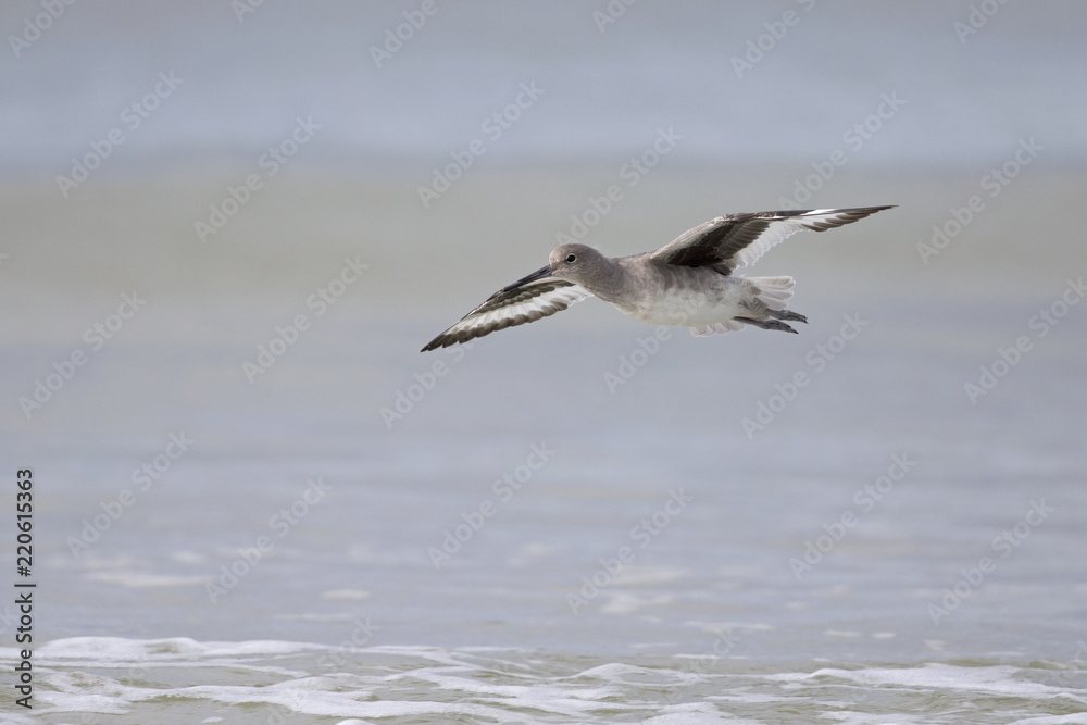 Willet( Tringa semipalmata) in fflight over the beach with sea in the background. Willet( Tringa semipalmata) in fflight over the beach with sea in the background.