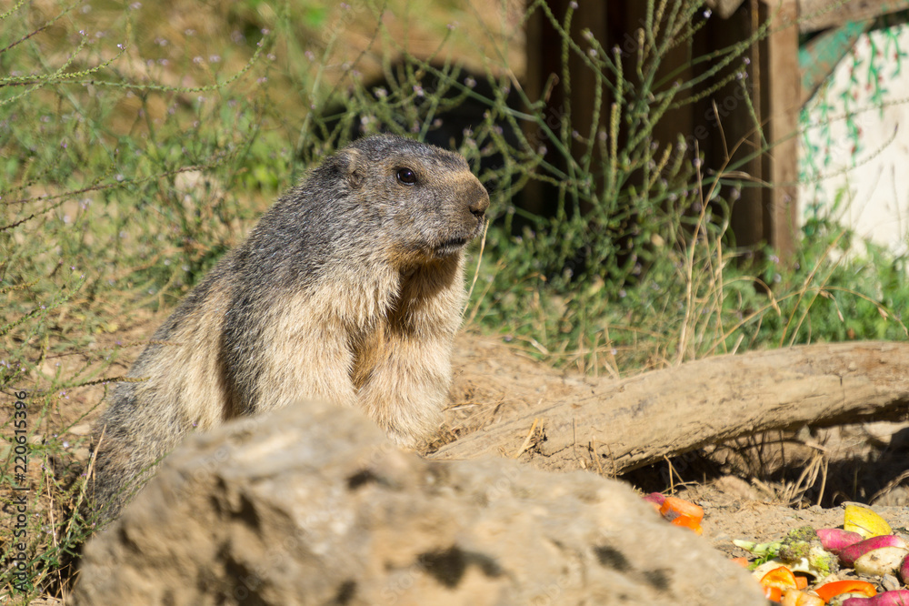 Marmot on Parc'Ours (Pyrenees) Marmot on Parc'Ours (Pyrenees)