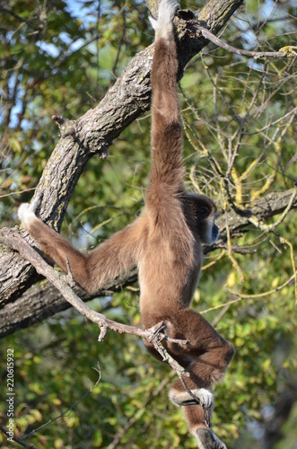 gibbone © Paolo Marchetti