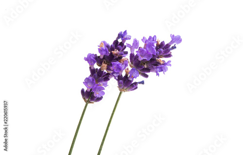 lavender flowers isolated