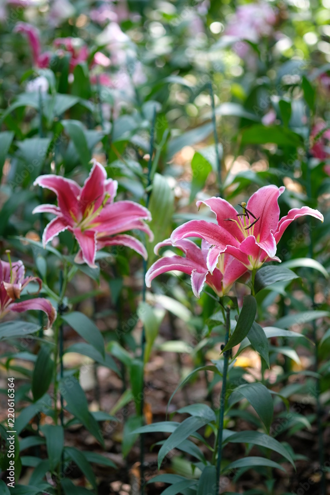 Close up pink flowers in midday light with green leaves background. Lilly blossom garden. Close up pink flowers in midday light with green leaves background. Lilly blossom garden.