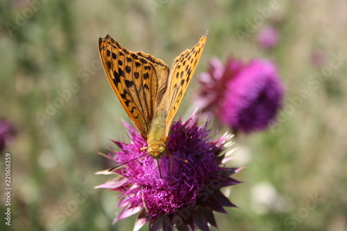 A large butterfly (argynnis paphia) collects nectar on a thistle flower