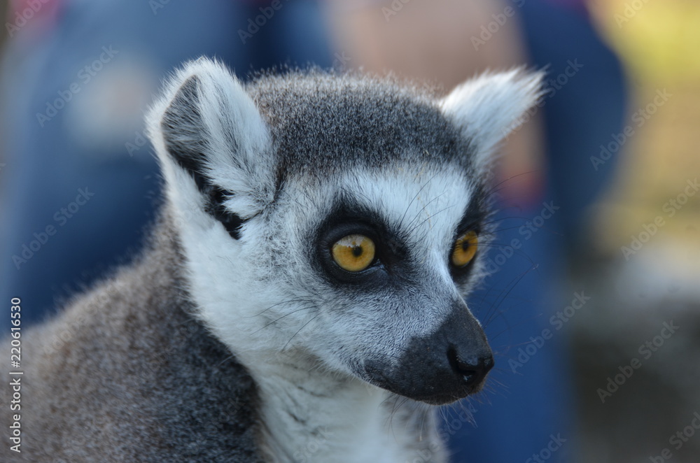 Obraz premium lemure