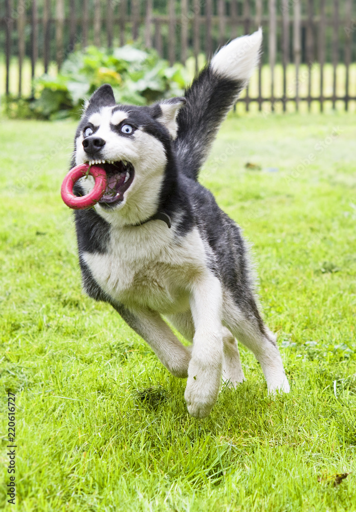 siberian husky puppy play siberian husky puppy play