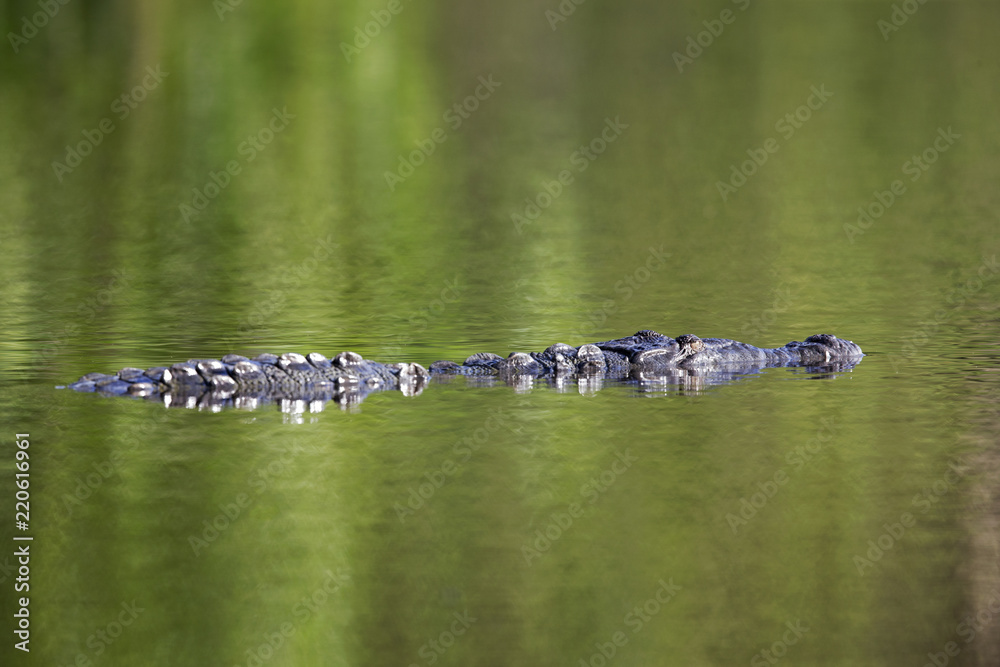 Fototapeta premium 12 feet American crocodile (Crocodylus acutus) swimming in a pond