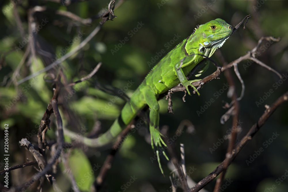 Young green iguana (Iguana iguana) resting on a branch. Young green iguana (Iguana iguana) resting on a branch.