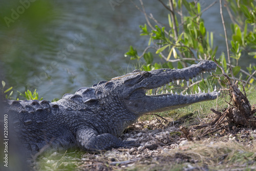 12 feet American crocodile  Crocodylus acutus  warming up in the sun.