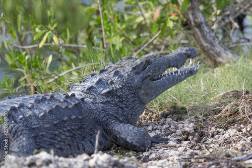 12 feet American crocodile (Crocodylus acutus) warming up in the sun.