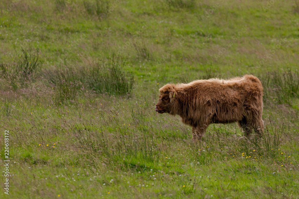 Vaches écossaise des Highlands en Ecosse Vaches écossaise des Highlands en Ecosse