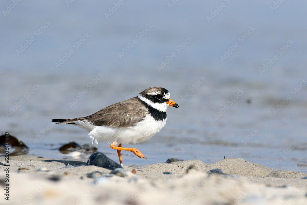 Durch den Sand laufender Sandregenpfeifer Durch den Sand laufender Sandregenpfeifer