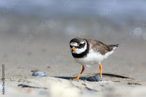 Sandregenpfeifer am Strand
