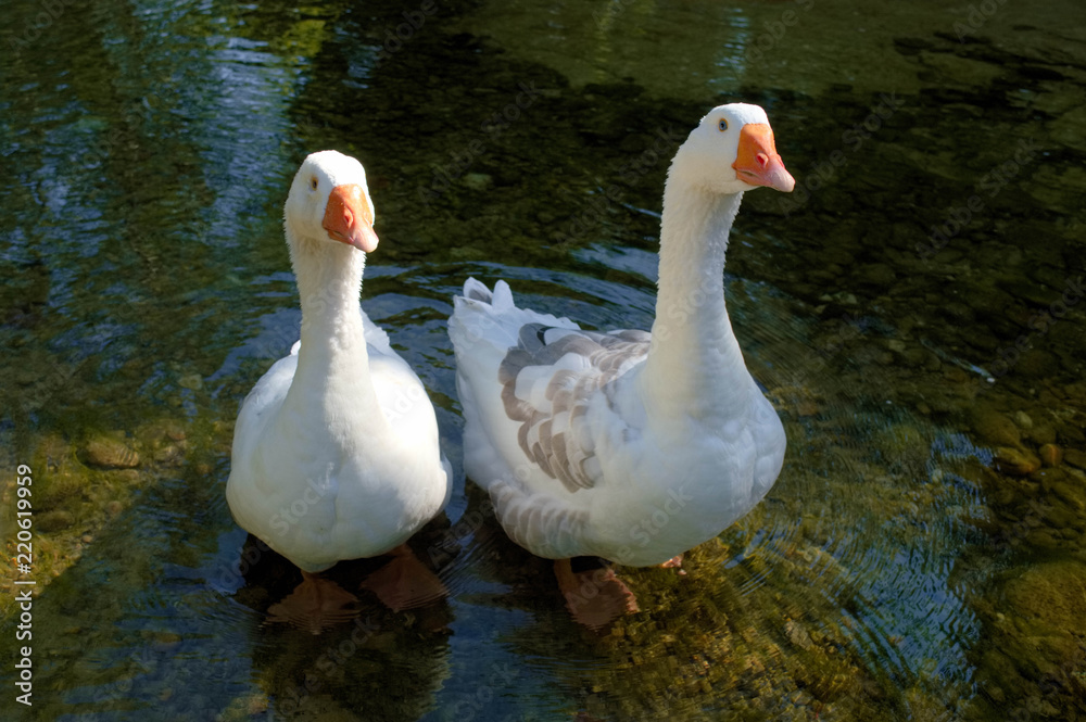 Obraz premium Gänespaar an einen Teich.