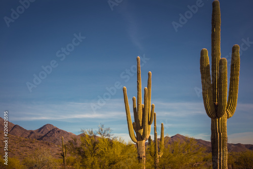 Close ups of various cactus found in the Sonoran Desert in Arizona © Leslie Rogers Ross