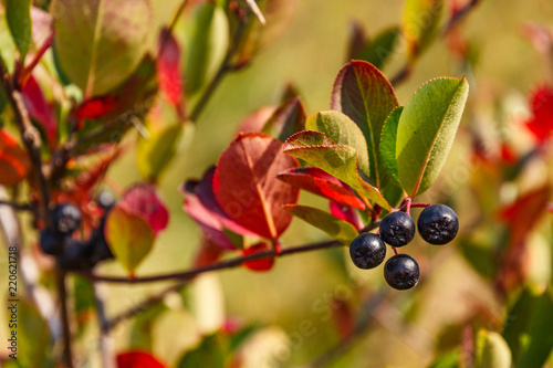 chokeberry tree with berries in autumn