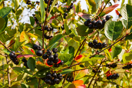 chokeberry tree with berries in autumn