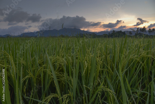 Sunrise in the early morning on the Malaysian paddy fields at the end of the season waiting for harvest