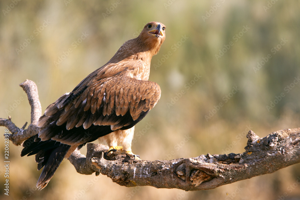 Fototapeta premium Young female of Spanish Imperial Eagle. Aquila adalberti