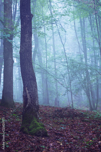 Tall tree in forest engulfed in dense fog