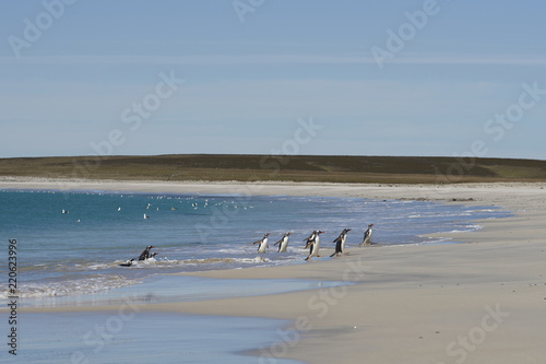 Gentoo Penguins (Pygoscelis papua) emerging from the sea onto a large sandy beach on Bleaker Island in the Falkland Islands.
