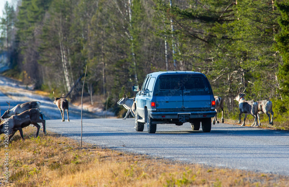 Obraz premium Reindeers almost causing a collision on the road