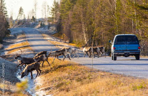 Reindeers almost causing a collision on the road