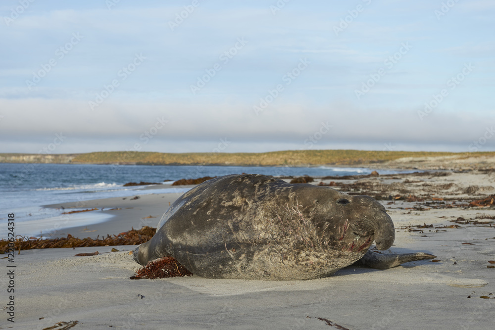 Obraz premium Battle scarred male Southern Elephant Seal (Mirounga leonina) during the breeding season on Sealion Island in the Falkland Islands.