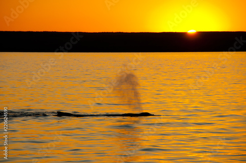 Humpback Whale - Exmouth - Australia