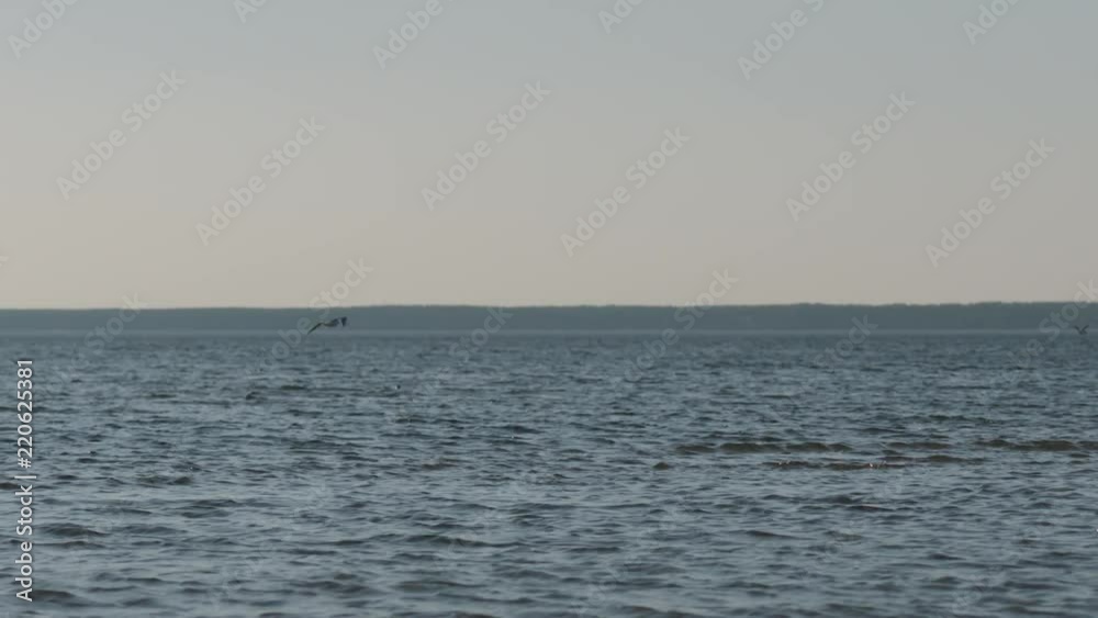 Slow motion pan seagulls flying over the sea on a summer day Slow motion pan seagulls flying over the sea on a summer day
