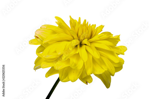 Fototapeta Naklejka Na Ścianę i Meble -  First spring flowers isolated on white background.