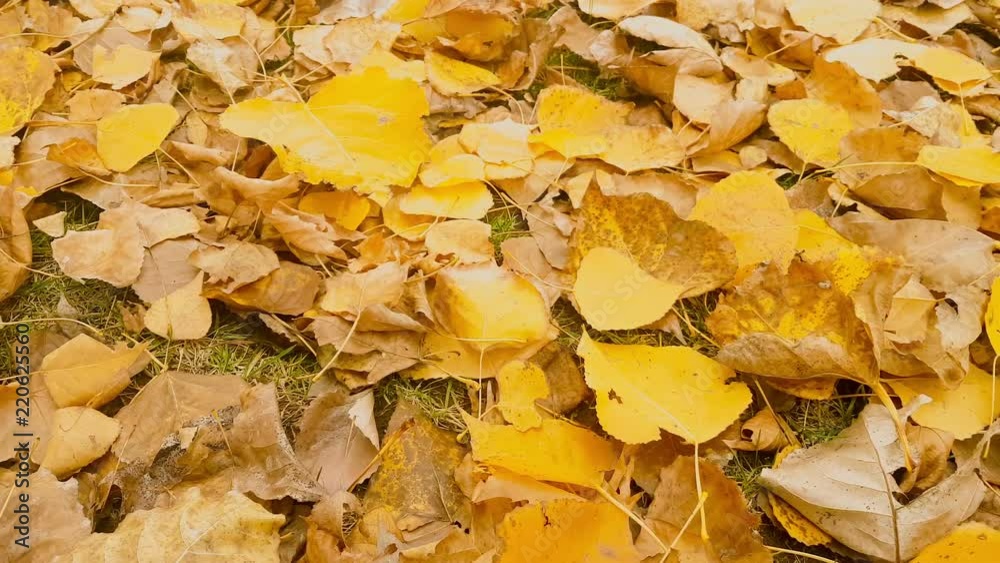 Deciduous tree with yellowish leaves motion. Deciduous tree with yellowish leaves motion.