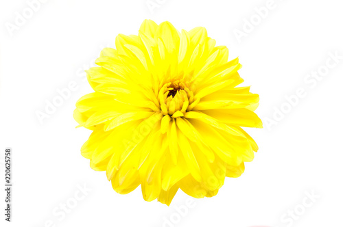Fototapeta Naklejka Na Ścianę i Meble -  First spring flowers isolated on white background.