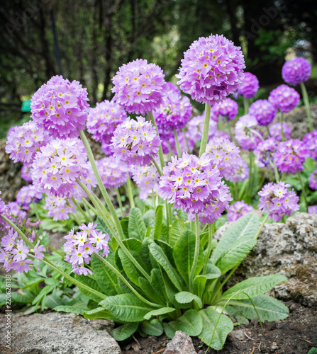 purple beautiful flowers  Hydrangea  on the flower-bed in the garden