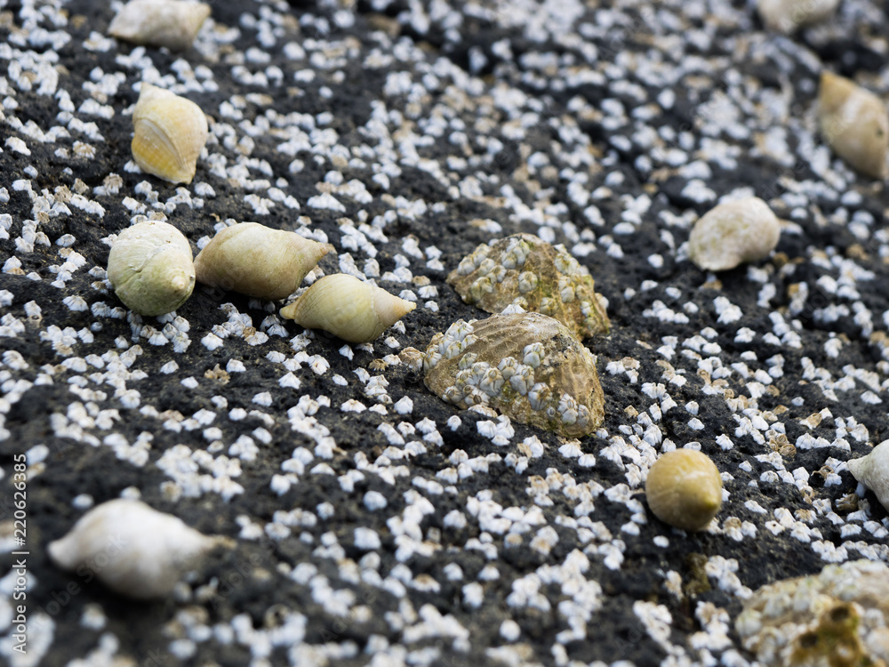 Group of dog whelk and limpet mussels covered by barnacles Group of dog whelk and limpet mussels covered by barnacles