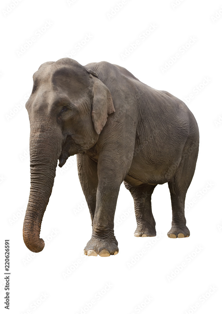 The Vietnamese elephant on the isolated background