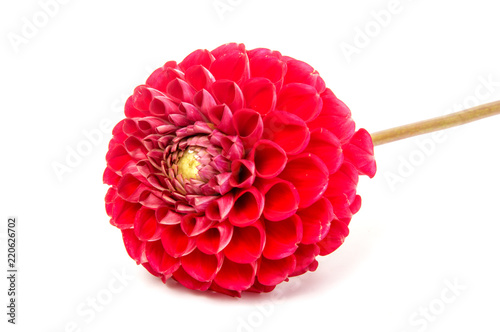 Fototapeta Naklejka Na Ścianę i Meble -  First spring flowers isolated on white background.