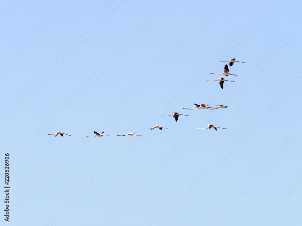 Phoenicopterus roseus. Vol de flamants roses Phoenicopterus roseus. Vol de flamants roses