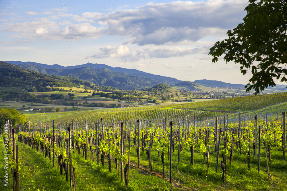 Fototapeta premium Schwarzwald_Rheinebene_5737