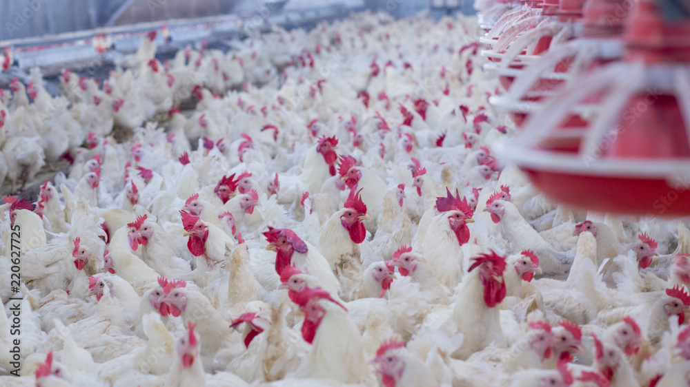 Poultry farm with broiler breeder chicken. Husbandry, housing business