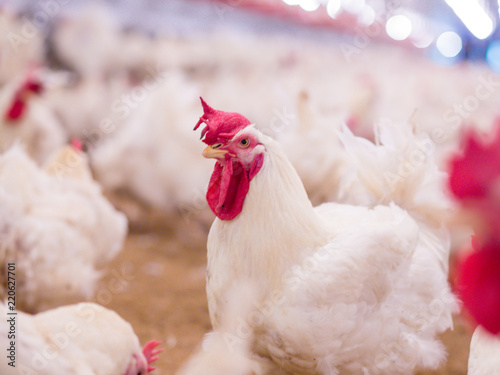 Poultry farm with broiler breeder chicken. Husbandry, housing business for the purpose of farming meat, White chicken Farm feed in indoor housing. Live chicken for meat, egg production inside storage