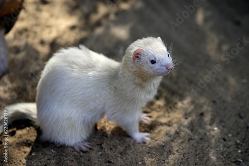 Full body of domestic beige male ferret
