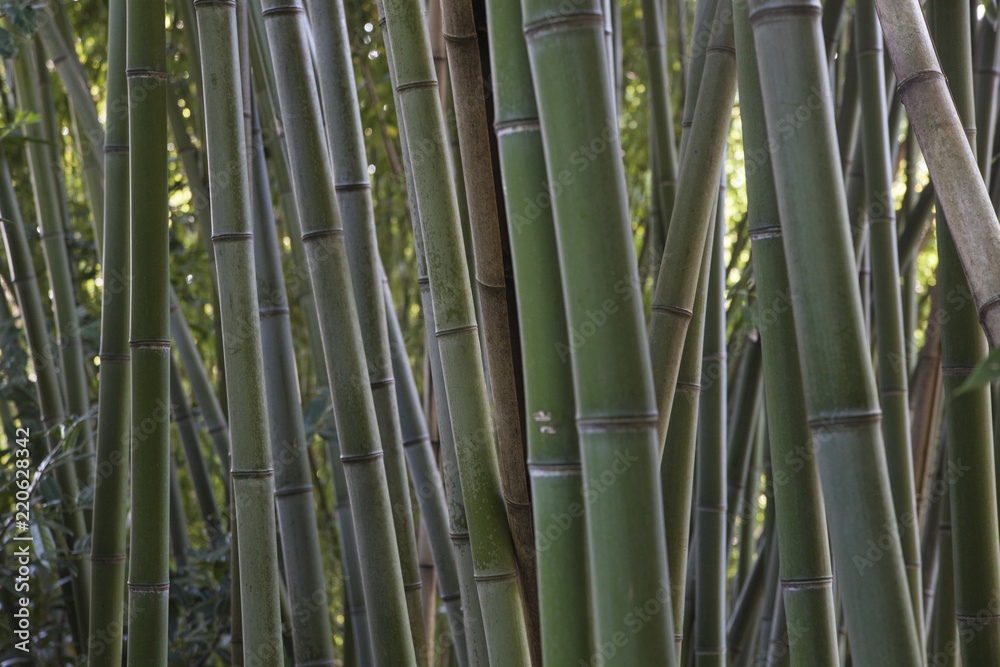 Obraz premium Bamboo stems background