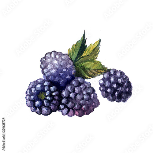 Beautiful hand painted watercolor illustration for your design.