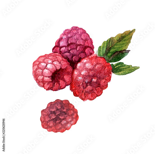 Beautiful hand painted watercolor illustration for your design.