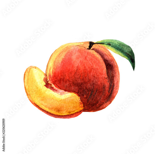 Beautiful hand painted watercolor illustration for your design.
