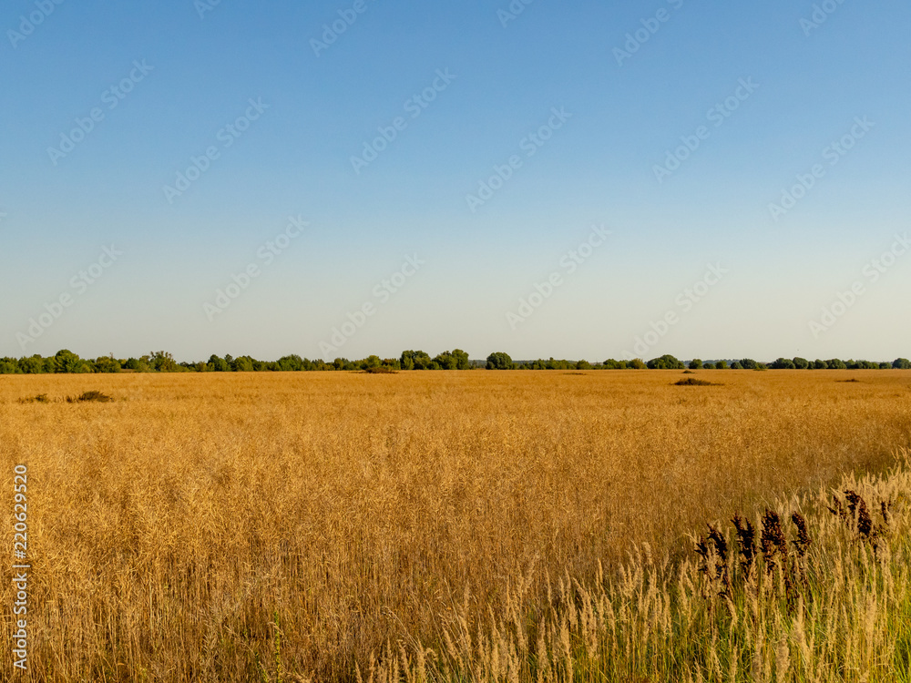 Obraz premium Autumn landscape. Yellow field and blue sky.