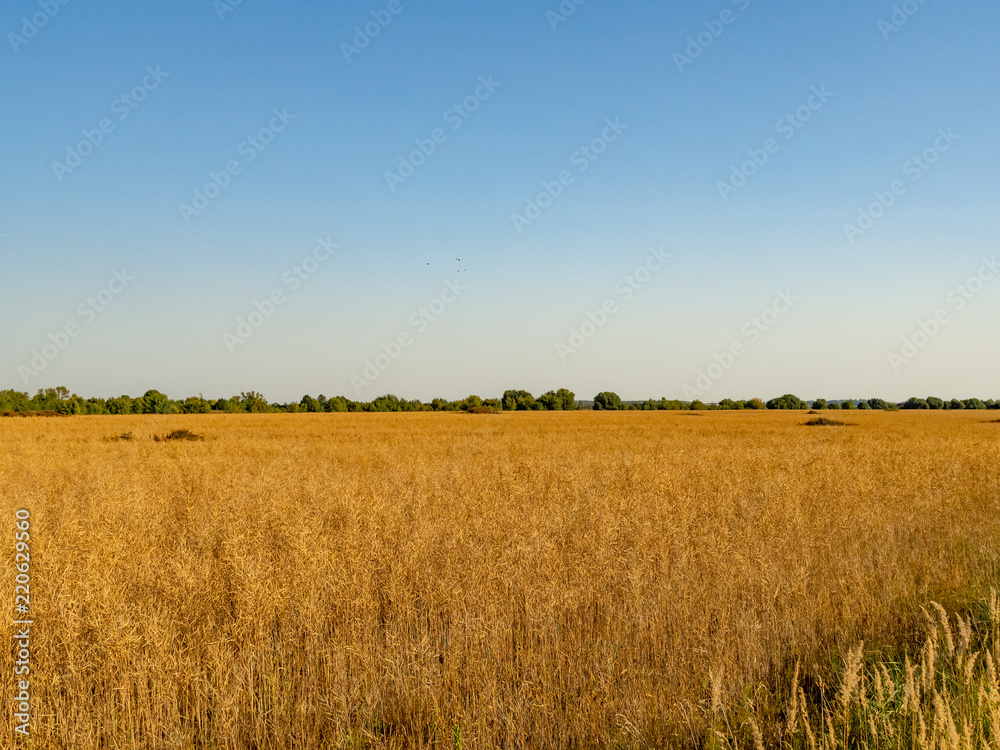Autumn landscape. Yellow field and blue sky.